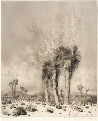 Frühling, Paradise Valley, Arizona