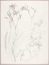 Ohne Titel (Botanische Studie)