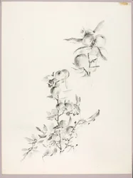 Ohne Titel (Zweige eines Apfelbaums)