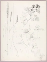 Ohne Titel (Rohrkolben, Klee und Brombeeren)