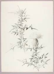 Ohne Titel (Distel)