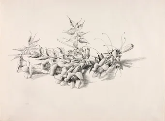 Ohne Titel (Trompetenblume, Campsis Radicans)