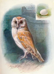 Schleiereule - Strix flammea, ca. 1910