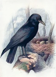 Aaskrähe - Corvus corone