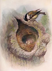 Tannenmeise - Parus ater, ca. 1910, 1910