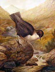 Wasseramsel