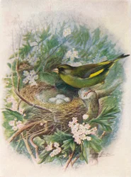 Grünfink - Ligurinus chloris, ca. 1910