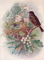 Heckenbraunelle - Accentor modularis, ca. 1910