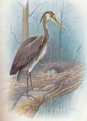Reiher - Ardea cinerea, um 1910