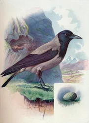 Nebelkrähe - Corvus cornix, um 1910, 1910