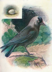 Dohle - Corvus monedula, ca. 1910