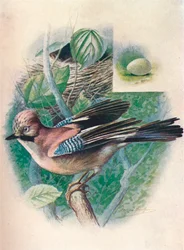 Eichelhäher - Garrulus glandarius, um 1910