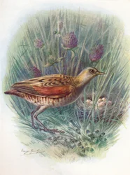 Wachtelkönig oder Wiesenralle - Crex pratensis, um 1910