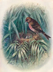 Kleine Birkenzeisig - Linota rufescens, ca. 1910
