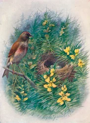 Hänfling - Linota cannabina, um 1910