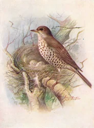 Misteldrossel - Turdus viscivorus, um 1910