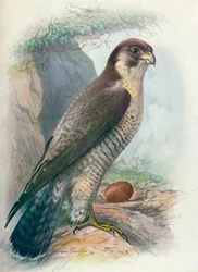 Wanderfalke - Falco peregrinus, um 1910