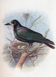 Saatkrähe - Corvus frugilegus, um 1910