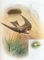 Uferschwalbe - Cotile riparia, um 1910, 1910