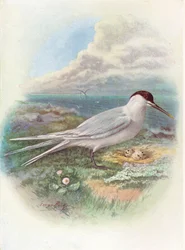 Brandseeschwalbe - Sterna cantiaca