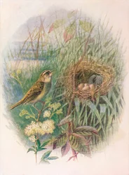 Rohrschwirl - Acrocephalus phragmitis