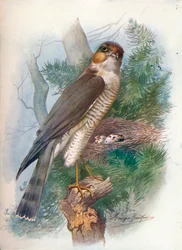 Sperber - Accipiter nisus, um 1910