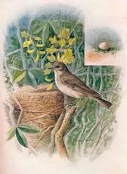 Grauschnäpper - Muscicapa grisola, ca. 1910