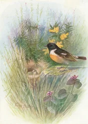 Schwarzkehlchen - Pratincola rubicola