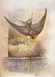 Schwalbe - Hirundo rustica, ca. 1910