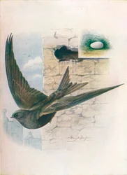 Mauersegler - Cypselus apus, ca. 1910