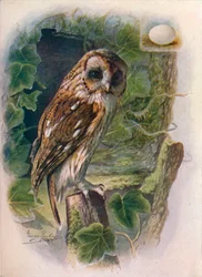 Waldkauz - Syrnium aluco, ca. 1910