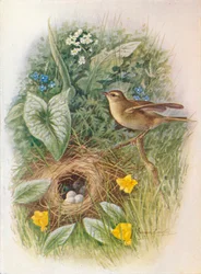 Fitis - Phylloscopus trochilus, um 1910, 1910