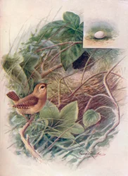 Zaunkönig - Troglodytes parvulus, um 1910, 1910
