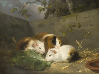 Meerschweinchen