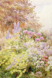 Anthemis, Mohn und Rittersporn