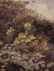 Nachtkerzen, Swinford Manor