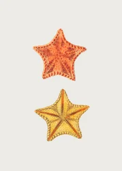 Geschnitzte Asterias