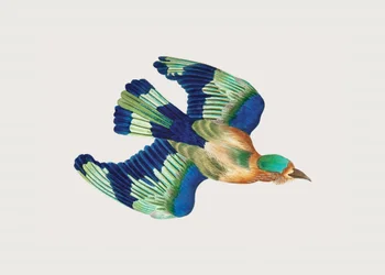 Ceylon-Roller