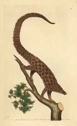 Vierzehige Manis, Langschwanzschuppentier oder Schwarzbauchschuppentier, aus 