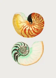 Großer Nautilus