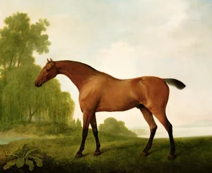 Ein brauner Vollblüter in einer Landschaft