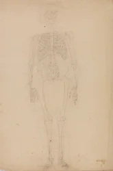 Vergleichende anatomische Darstellung der Struktur des menschlichen Körpers mit der eines Tigers und eines gewöhnlichen Vogels: Menschliches Skelett, Vorderansicht