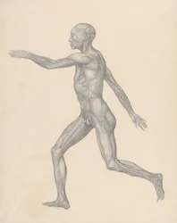 Vergleichende anatomische Darstellung der Struktur des menschlichen Körpers mit der eines Tigers und eines gewöhnlichen Huhns: Menschliche Figur, Seitenansicht, nach Entfernung der Haut und der darunterliegenden Faszienschichten (Fertige Studie für Tafel X