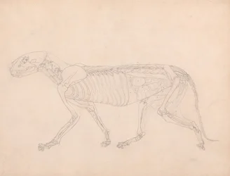 Vergleichende anatomische Darstellung der Struktur des menschlichen Körpers mit der eines Tigers und eines gewöhnlichen Huhns: Tigerkörper, Seitenansicht
