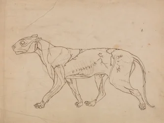 Vergleichende anatomische Darstellung der Struktur des menschlichen Körpers mit der eines Tigers und eines gewöhnlichen Huhns: Tigerkörper, Seitenansicht