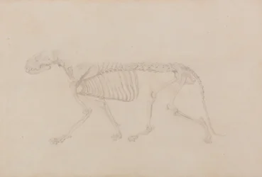 Vergleichende anatomische Darstellung der Struktur des menschlichen Körpers mit der eines Tigers und eines gewöhnlichen Huhns: Tigerskelett, Seitenansicht (Hochwertige Studie für Tafel IV)