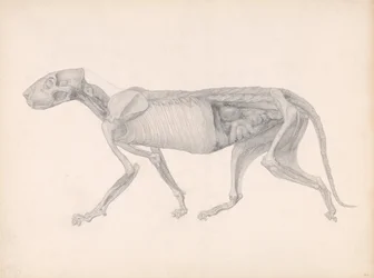 Vergleichende anatomische Darstellung der Struktur des menschlichen Körpers mit der eines Tigers und eines gewöhnlichen Huhns: Tigerkörper, Seitenansicht (Studie für eine unveröffentlichte Tafel; zeigt ein spätes Stadium der Präparation)