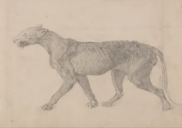 Vergleichende anatomische Darstellung des menschlichen Körpers mit dem eines Tigers und eines gewöhnlichen Huhns: Tigerkörper, Seitenansicht