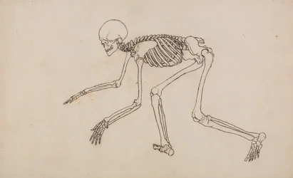 Vergleichende anatomische Darstellung der Struktur des menschlichen Körpers mit der eines Tigers und eines gewöhnlichen Huhns: Menschliches Skelett, Seitenansicht
