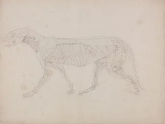 Vergleichende anatomische Darstellung der Struktur des menschlichen Körpers mit der eines Tigers und eines gewöhnlichen Huhns: Tigerkörper, Seitenansicht